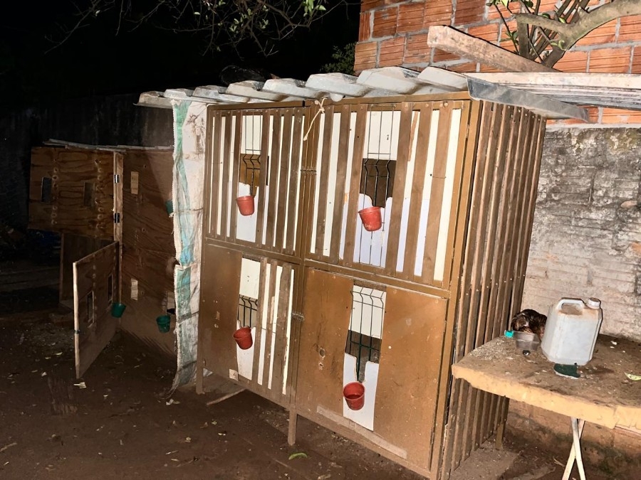 Polícia Civil desarticula rinha de galos e prende suspeito em Chapadão do Sul