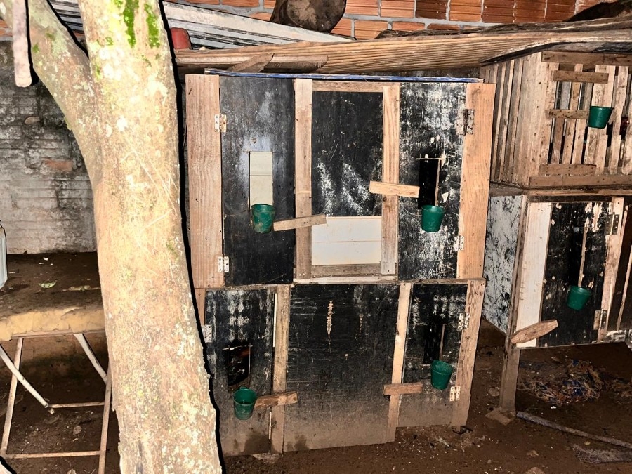 Polícia Civil desarticula rinha de galos e prende suspeito em Chapadão do Sul