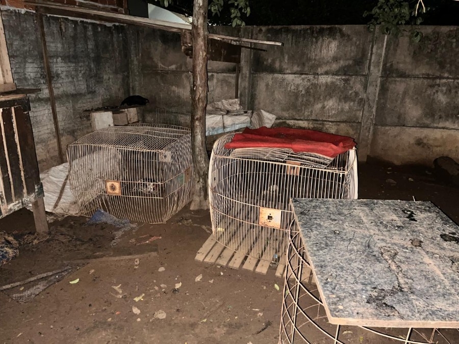 Polícia Civil desarticula rinha de galos e prende suspeito em Chapadão do Sul