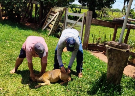 Saúde de Batayporã supera meta de vacinação contra a raiva animal em 2025