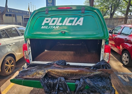 PMA apreende pintado pescado no defeso e aplica multas de R$ 33,8 mil na MS-156