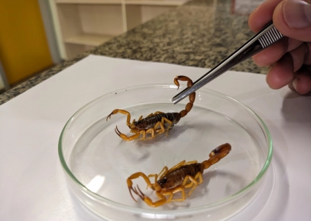 'Vedar os ralos é fundamental', alerta Saúde de Batayporã sobre escorpiões