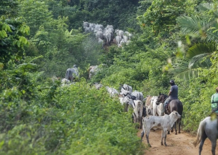 Vaqueiro contratado pelo Ibama é morto em terra indígena no Pará