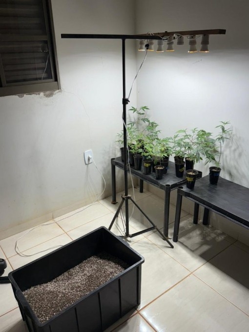 Polícia Civil descobre laboratório de maconha durante apuração de violência doméstica em Chapadão do Sul