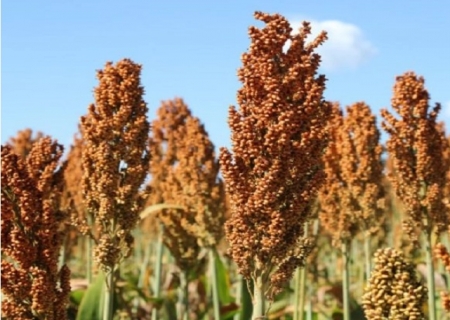 Sorgo se consolida como estratégia econômica na safrinha em MS