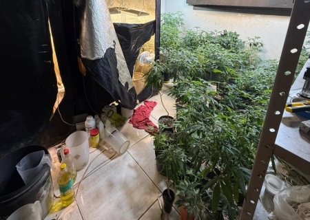 Polícia Civil descobre laboratório de maconha durante apuração de violência doméstica em Chapadão do Sul