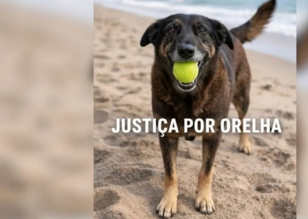 Cão Orelha: jovens são investigados por maus-tratos e danos; entenda