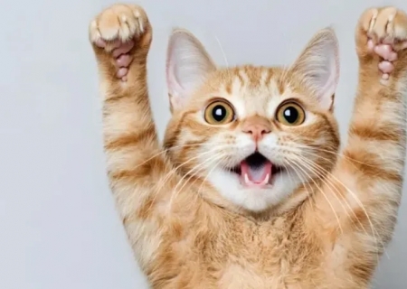 Alerta em SP: casos de esporotricose em gatos disparam e preocupam setor