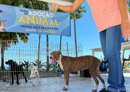 Feira de Adoção volta à pauta e vereadores defendem realização ainda no primeiro semestre