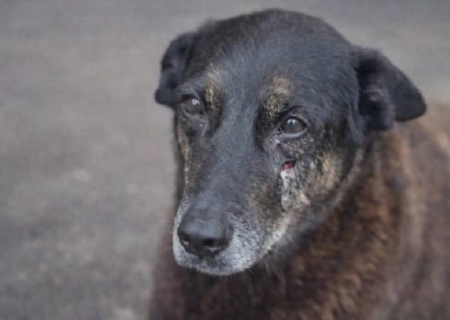 Polícia atribui a adolescentes agressões contra cão Orelha