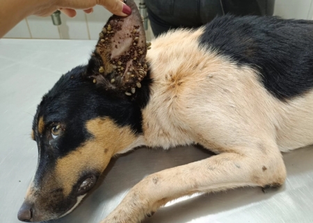 Homem é preso em flagrante por maus-tratos a cadela no bairro Santa Terezinha