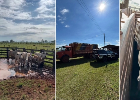 SIG recupera mais 7 cabeças de gado no Assentamento Teijin