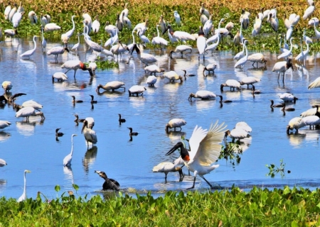 Campo Grande sedia conferência internacional sobre espécies migratórias