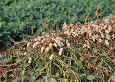 Ribas do Rio Pardo se consolida como polo da celulose e avança na diversificação agrícola