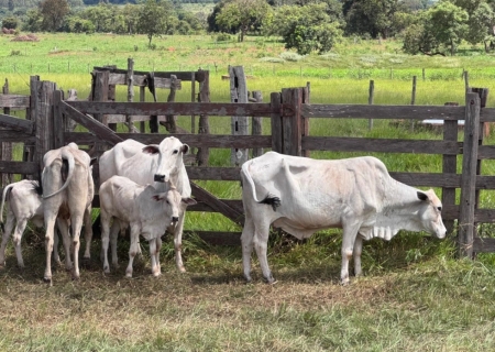 SIG recupera mais sete cabeças de gado furtadas e total de animais apreendidos já passa de 90 em Nova Andradina