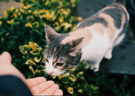 Pedir dinheiro para gatos funciona? Entenda a simpatia que virou trend