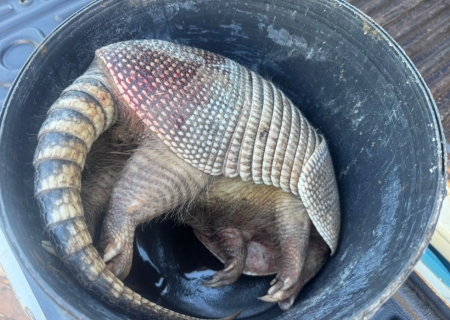 Caça ilegal de tatu-galinha leva três homens à delegacia em Nova Andradina