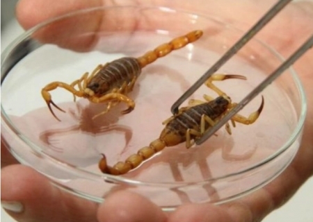 Escorpiões dentro de casa: como evitar acidentes e o que fazer em caso de picada