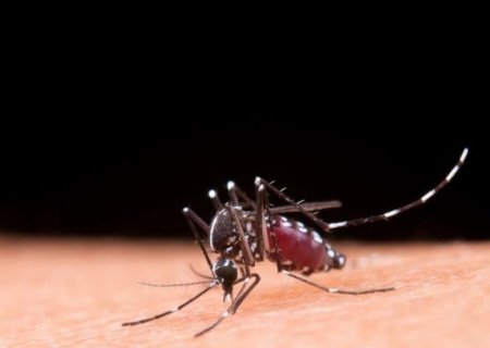 Casos de dengue no Brasil caem 75% em 2026