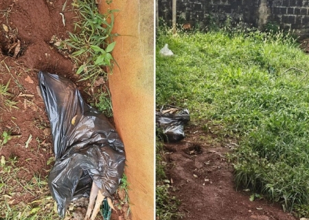 Jovem é presa em flagrante por maus-tratos após morte de cadela em São Gabriel do Oeste