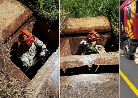 Bombeiros resgatam filhotes de gato presos em bueiro em Nova Andradina