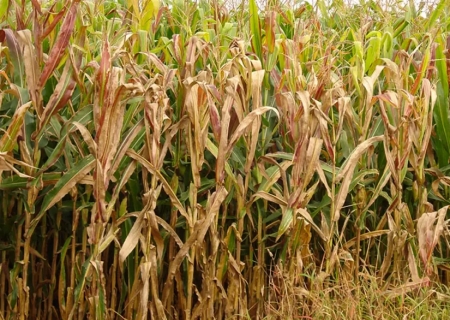 Praga do milho provoca prejuízo de R$ 33,6 bilhões por ano