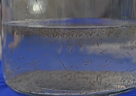 Chikungunya registra mais casos confirmados que dengue em Nova Andradina