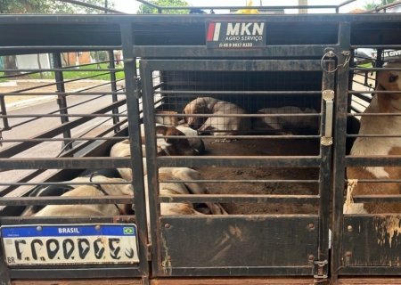 Polícia Militar atende ocorrência de perturbação do sossego e maus-tratos a animais em Nova Andradina