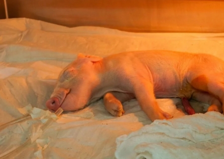 Brasil cria 1º porco clonado da América Latina para fornecer órgãos ao SUS