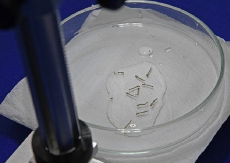 Mato Grosso do Sul confirma 7 mortes por chikungunya em 2026