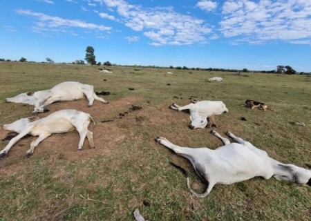 Frio pode ter causado morte de 83 bovinos em Nova Andradina e Angélica