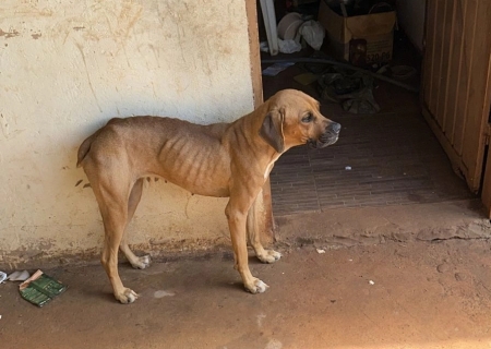 Homem é preso por maus-tratos a animais em Campo Grande