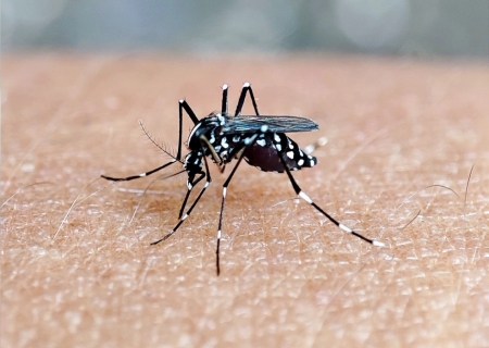 Nova Andradina confirma casos de dengue e chikungunya e reforça alerta contra Aedes aegypti