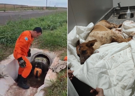 Bombeiros resgatam cachorro atropelado em duto na MS-134