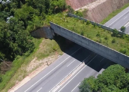 Câmara aprova projeto que busca reduzir mortes de animais em rodovias