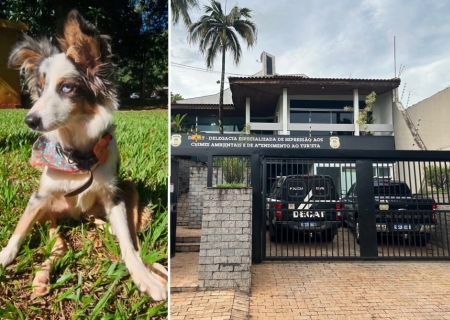 Tutora e enfermeira são indiciadas por abandono de cachorro em Campo Grande