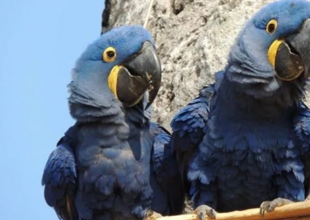 Arara-azul volta para lista nacional de espécies ameaçadas de extinção