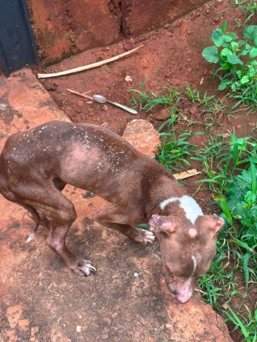Polícia Civil resgata cão em estado crítico de maus-tratos durante ação em ponto de tráfico na Capital