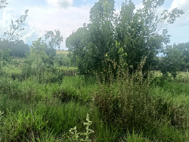 MP acompanha caso de degradação do solo identificado em propriedade rural de Santa Rita do Pardo
