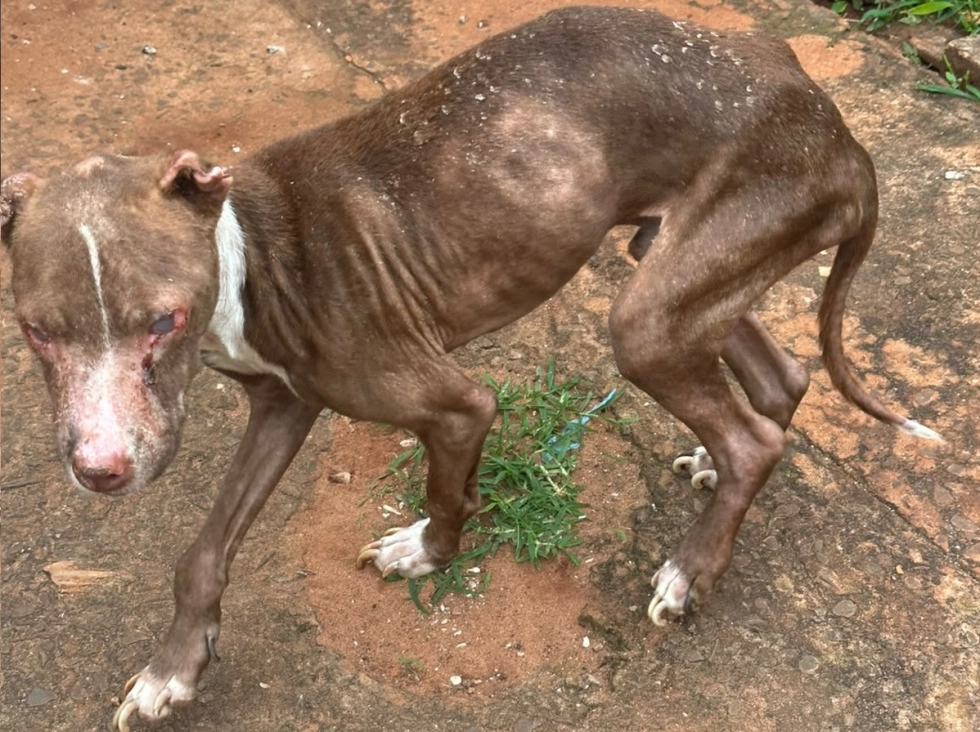Polícia Civil resgata cão em estado crítico de maus-tratos durante ação em ponto de tráfico na Capital