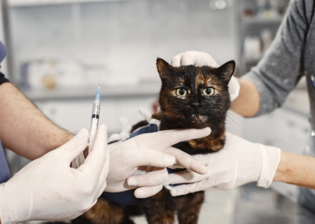 Campanha de vacinação antirrábica começa dia 3 em Nova Andradina