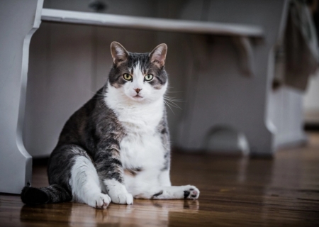 Obesidade em pets: por que o tema preocupa especialistas em medicina veterinária?