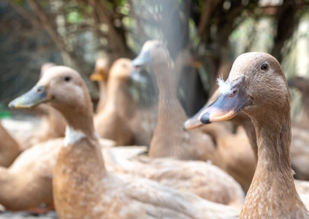 Brasil proíbe produção e comercialização de foie gras após sanção de nova lei
