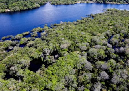 Alertas de desmatamento na Amazônia caem 35% em junho de 2026