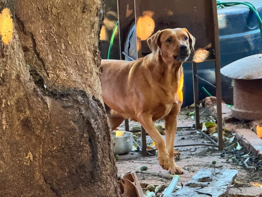 Cachorro é encontrado morto e cadela abandonada em imóvel de Nova Andradina