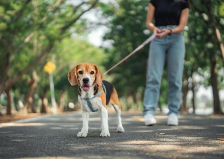 Como proteger os cães durante passeios em parques e áreas verdes