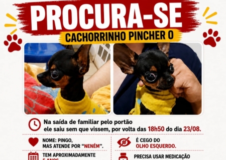 Pinscher desaparece após sair de residência em Nova Andradina