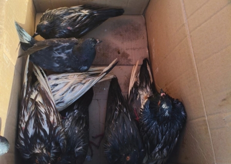 Cerca de 60 pombos são encontrados em sacos de lixo durante ocorrência de maus-tratos em Maracaju