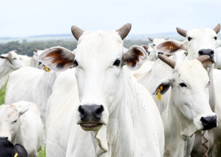 Produtores de carne do Brasil buscam novos mercados após taxações dos Estados Unidos