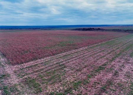 Ministério Público investiga desmatamento em fazenda de Bonito